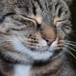 The Purr-fect Pet: 7 Ways to Tell if Your Cat is Truly Happy and Healthy