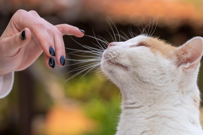 5 Surprising Cat Behaviors Uncovered by Science in 2025