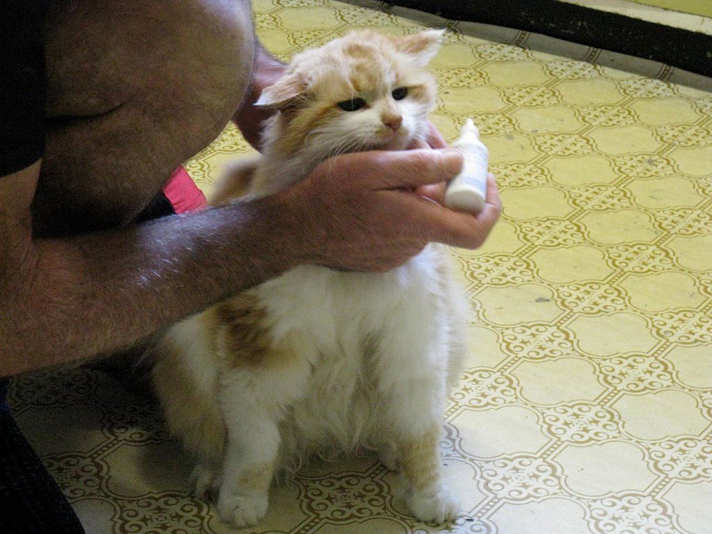 Prevention Strategies to Keep Mites Away