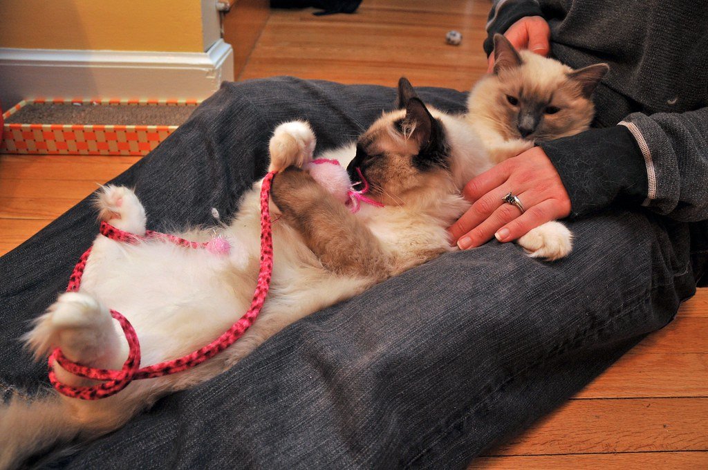 Meet the Professional Lap-Warmers