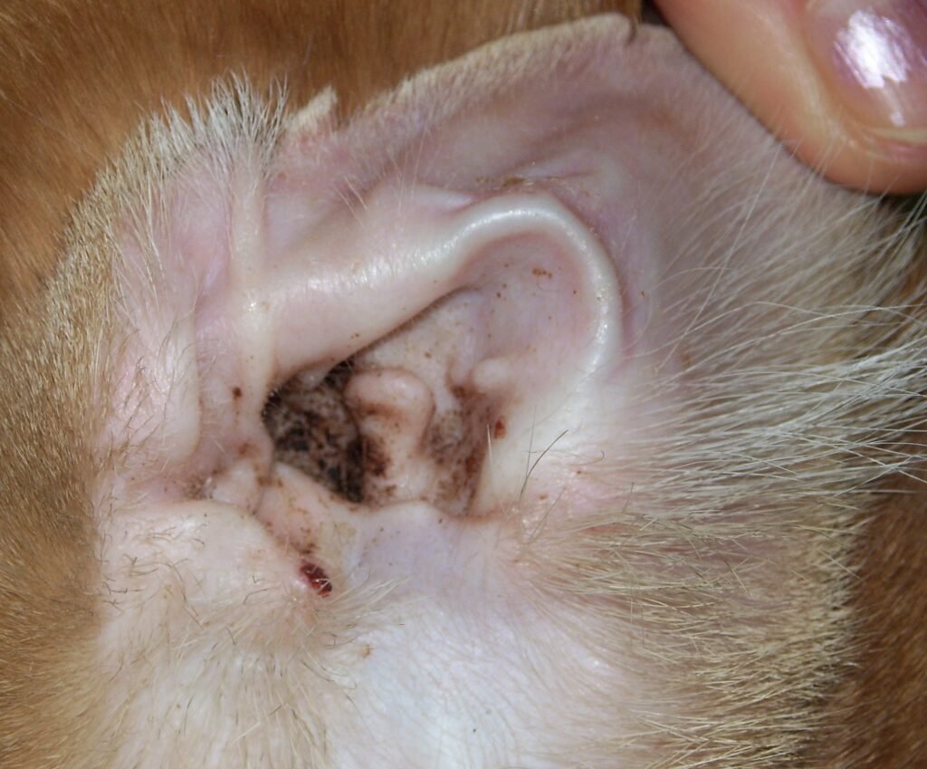 Understanding What Ear Mites Actually Are