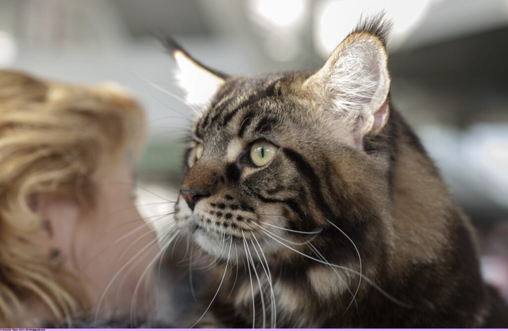 The Gentle Giants Who Love Human Contact