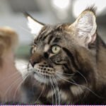 The Gentle Giants Who Love Human Contact