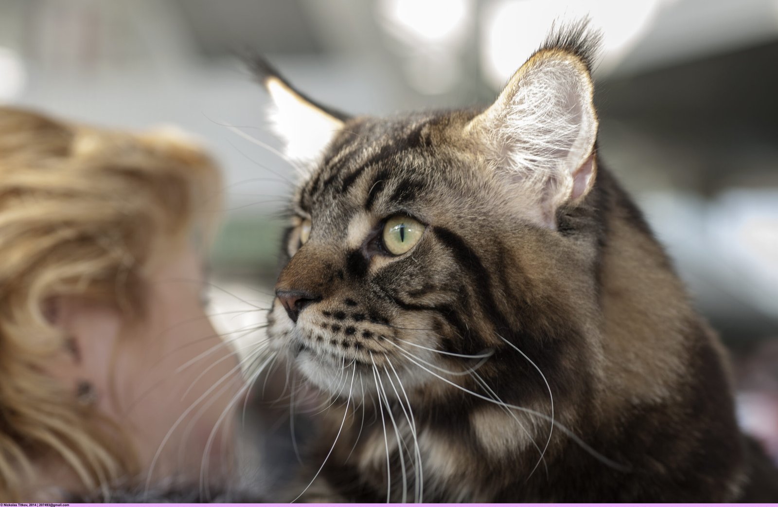 The Gentle Giants Who Love Human Contact