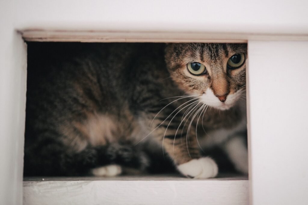 A Simple Recovery Turned Into a Monster Hide-and-Seek