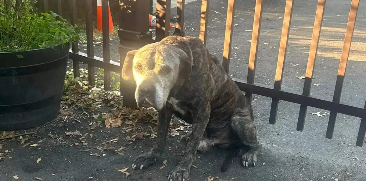 Two 15-Year-Old Dogs Left Behind Together With a Heartbreaking Goodbye Note