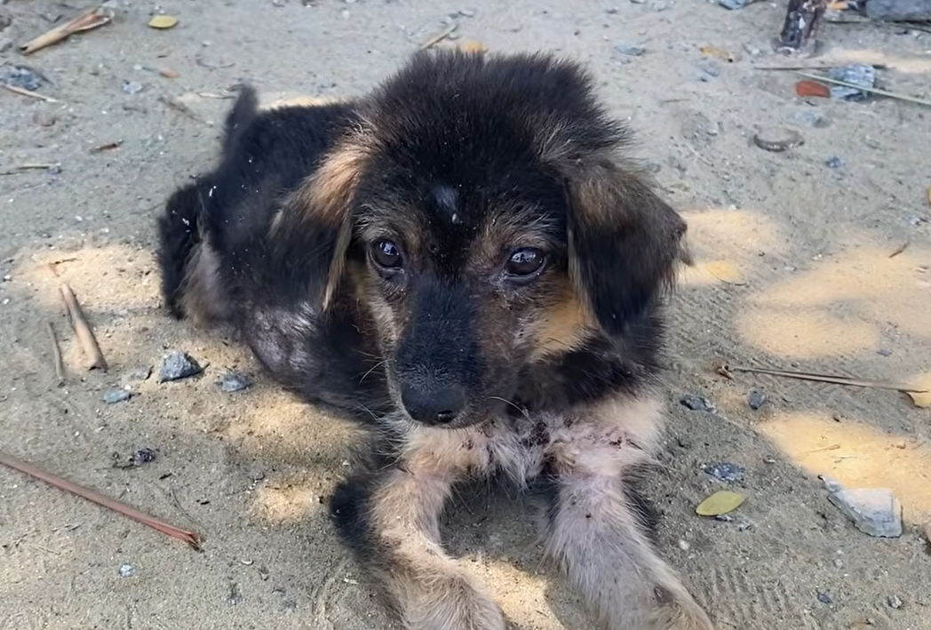 This Puppy’s Swollen Belly Told a Terrifying Story — His Life Today Is Unrecognizable