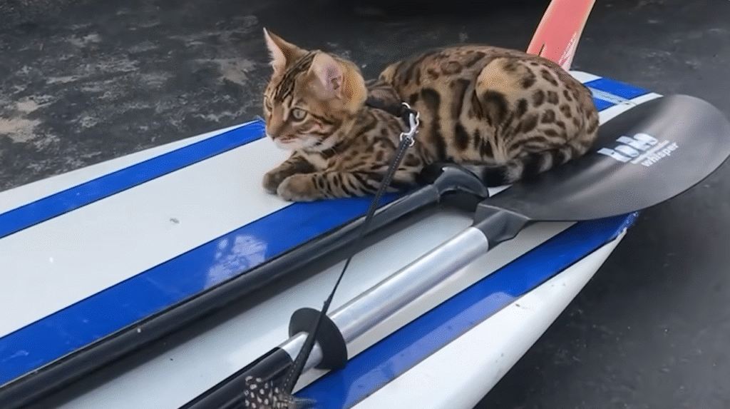 This Devoted Cat Learned to Surf Just to Stay Close to His Dad
