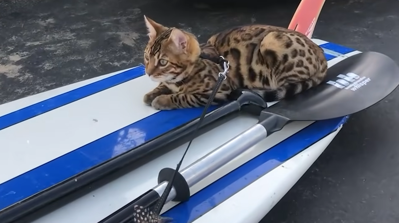 This Devoted Cat Learned to Surf Just to Stay Close to His Dad
