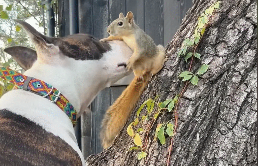 A family and Dog’s Gentle Love Turns a Rescued Baby Squirrel Into a Lifelong Companion