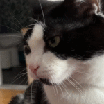 Abandoned Cat Brambleberry's Heartwarming Path from Terror to Tender Trust