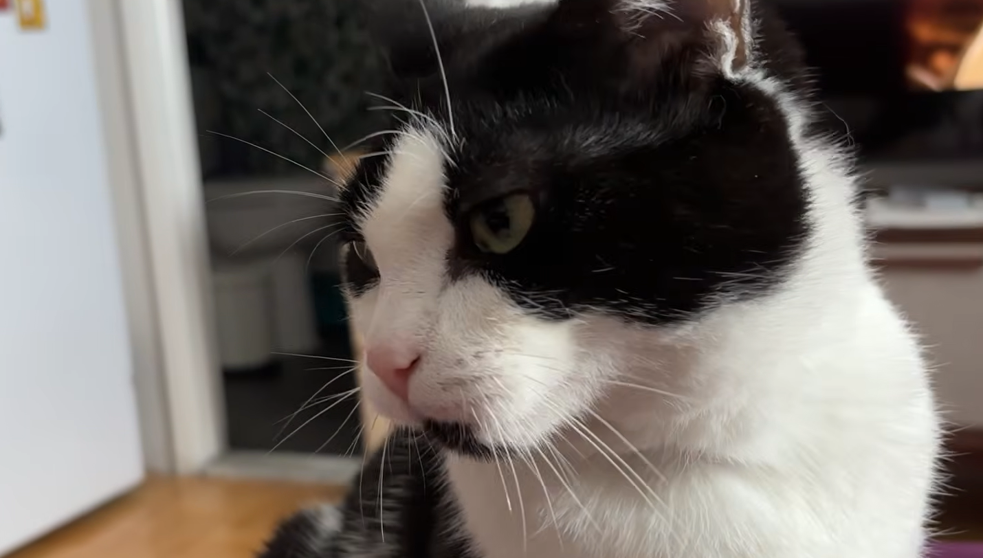Abandoned Cat Brambleberry's Heartwarming Path from Terror to Tender Trust
