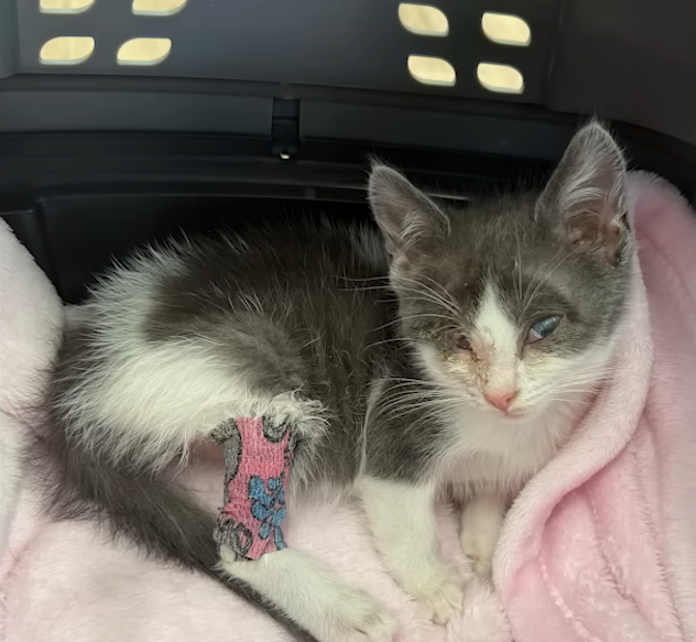 Blind Kitten Glow Emerges from Darkness in Heartwarming Backyard Rescue