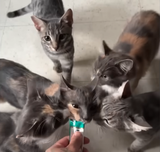 One Stray Cat Rescue Explodes into a 20-Feline Sanctuary