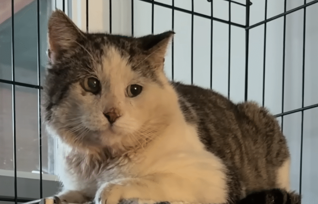 'Loner' Street Cat Swaps Gowanus Grit for Indoor Comfort in Heartwarming Rescue Triumph