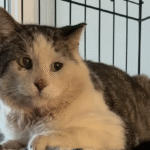 'Loner' Street Cat Swaps Gowanus Grit for Indoor Comfort in Heartwarming Rescue Triumph