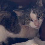 Terrified Stray Cat Stuns Rescuers by Transforming into Total Lovebug