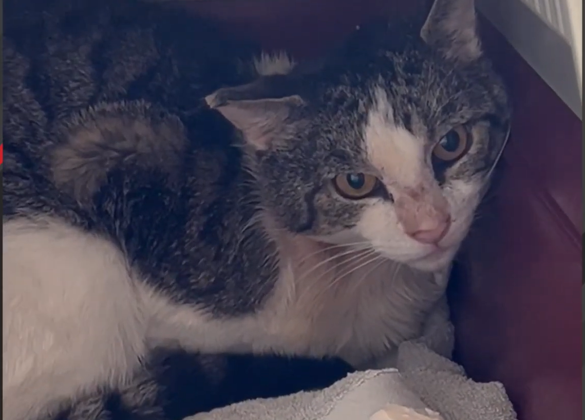 Terrified Stray Cat Stuns Rescuers by Transforming into Total Lovebug