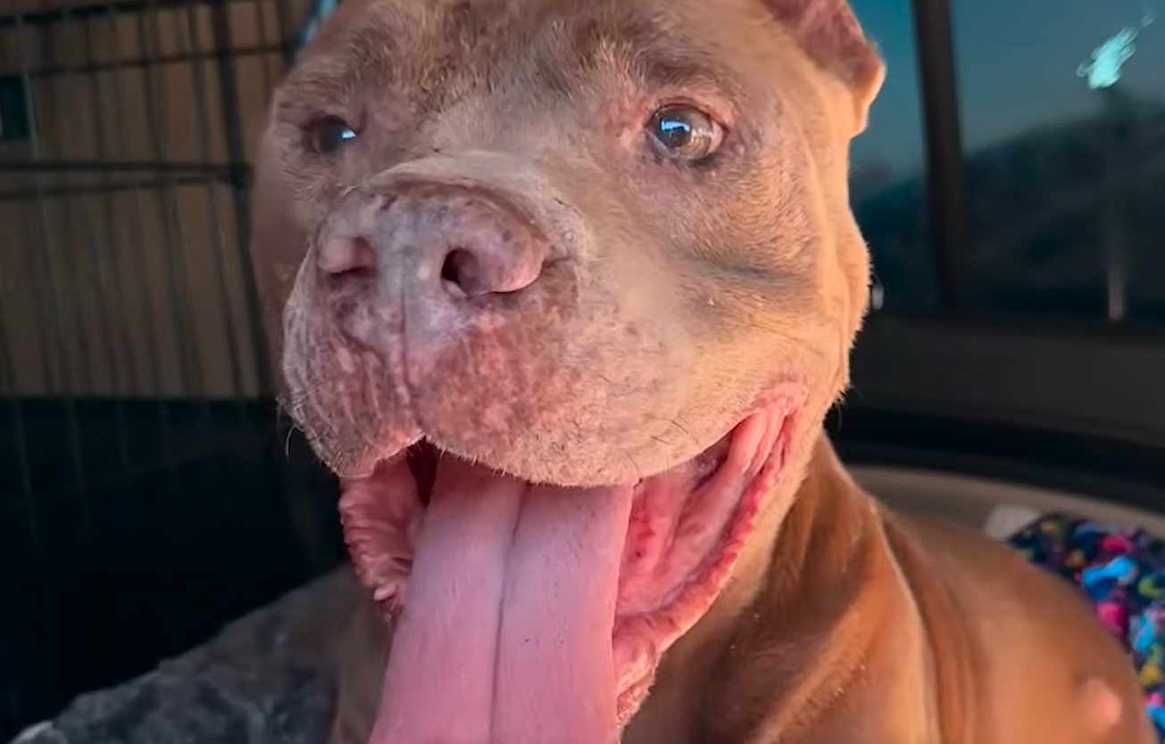 Pit Bull Chained for 13 Years Discovers Endless Love in New Foster Home