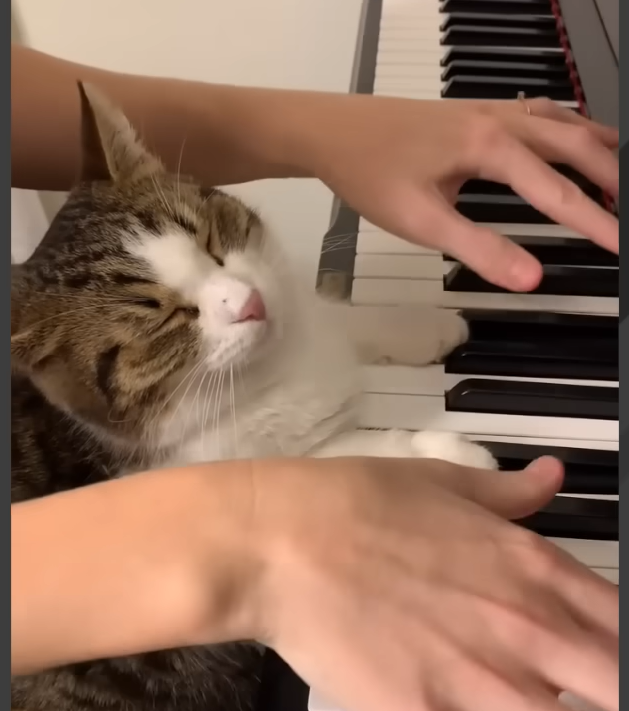 Pianist's Cat Sparks Viral Sensation with Wild Piano Reactions