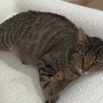 Pregnant Stray Cat Turns Up at Family Doorstep, Sparking a Rescue Story That's Still Inspiring Thousands