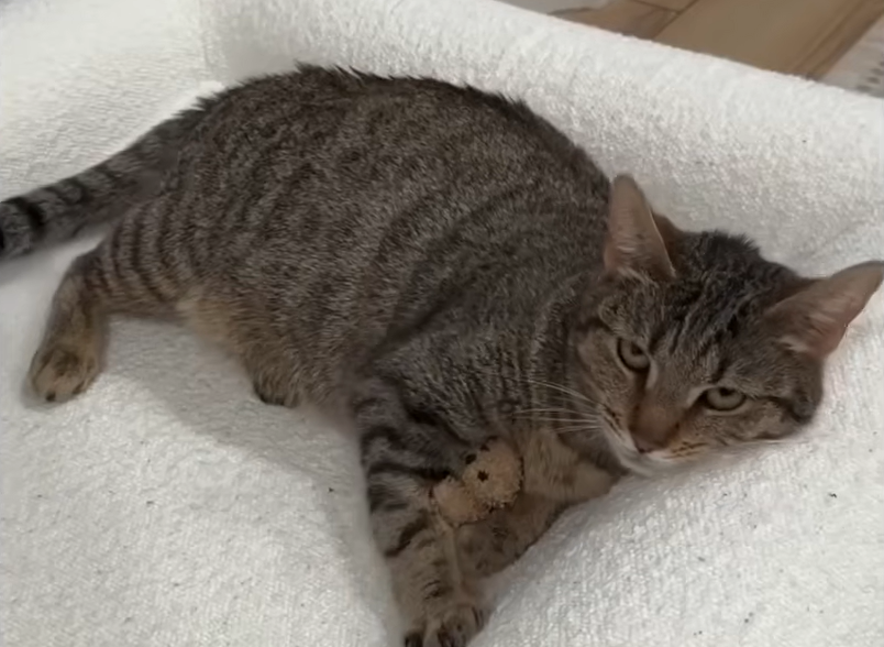 Pregnant Stray Cat Turns Up at Family Doorstep, Sparking a Rescue Story That's Still Inspiring Thousands