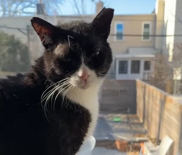 From Feral Survivor to Street Cat Savior: Melvin's Inspiring Transformation