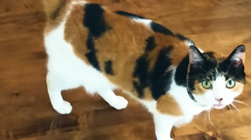 Stray Cat's Daily Doorstep Visits Turn Jen's New Home into a Forever Haven