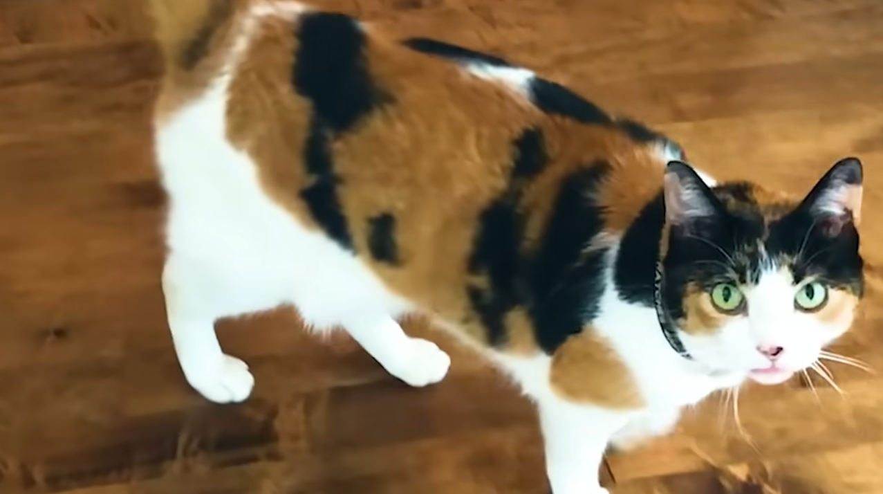 Stray Cat's Daily Doorstep Visits Turn Jen's New Home into a Forever Haven