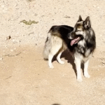 Heartbroken Husky Eclipse Rescued and Adopted After Family Deported from Arizona Border