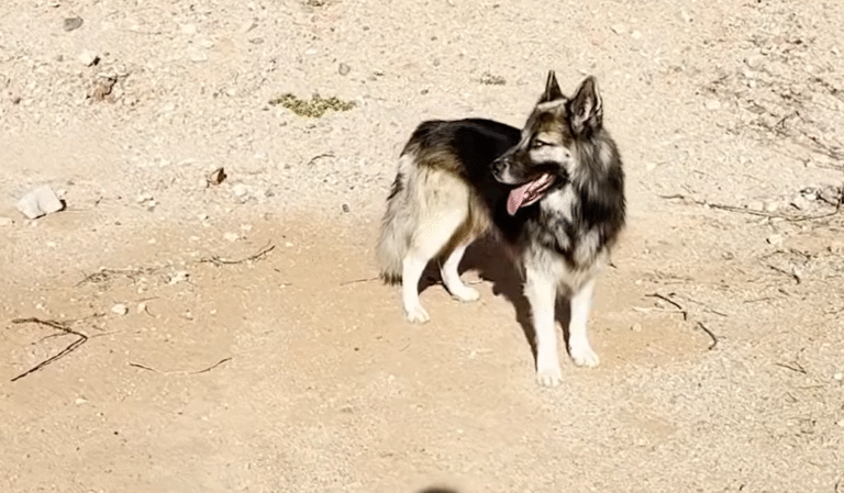 Heartbroken Husky Eclipse Rescued and Adopted After Family Deported from Arizona Border