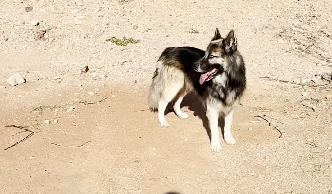 Heartbroken Husky Eclipse Rescued and Adopted After Family Deported from Arizona Border