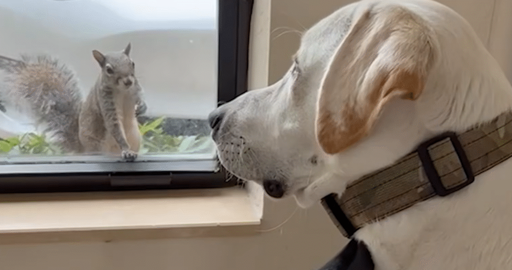 Wild Squirrel's Five-Year Daily Ritual with Family Dog Stuns Owner and Goes Viral