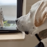 Wild Squirrel's Five-Year Daily Ritual with Family Dog Stuns Owner and Goes Viral