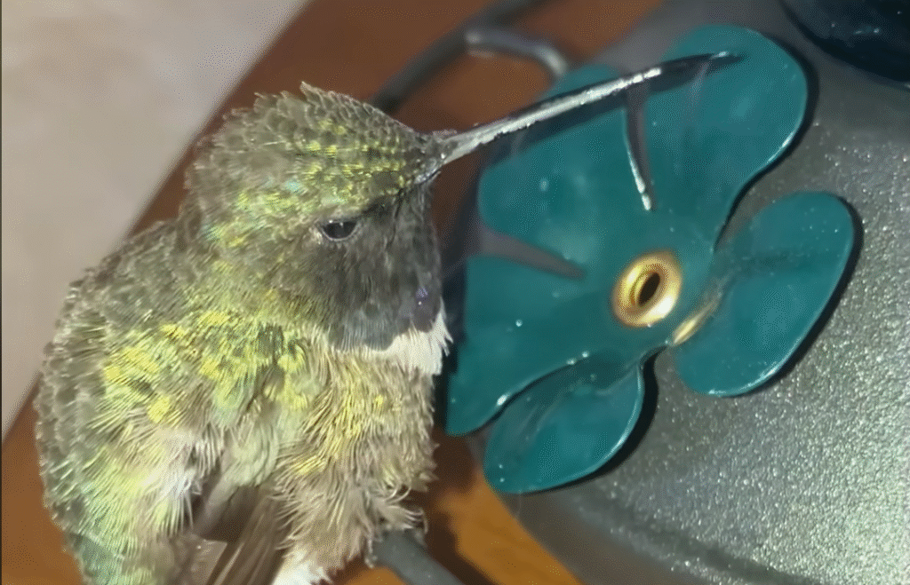 Woman's Four-Hour Ordeal Saves Hummingbird's Life in Stunning Act of Kindness