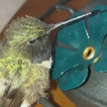 Woman's Four-Hour Ordeal Saves Hummingbird's Life in Stunning Act of Kindness