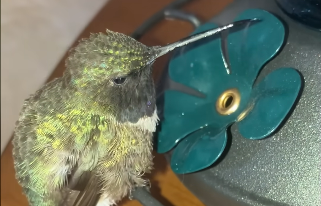Woman's Four-Hour Ordeal Saves Hummingbird's Life in Stunning Act of Kindness