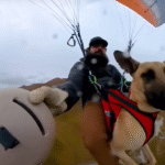 Jake and Pickles Soar to Viral Fame with Paragliding Dog Walks