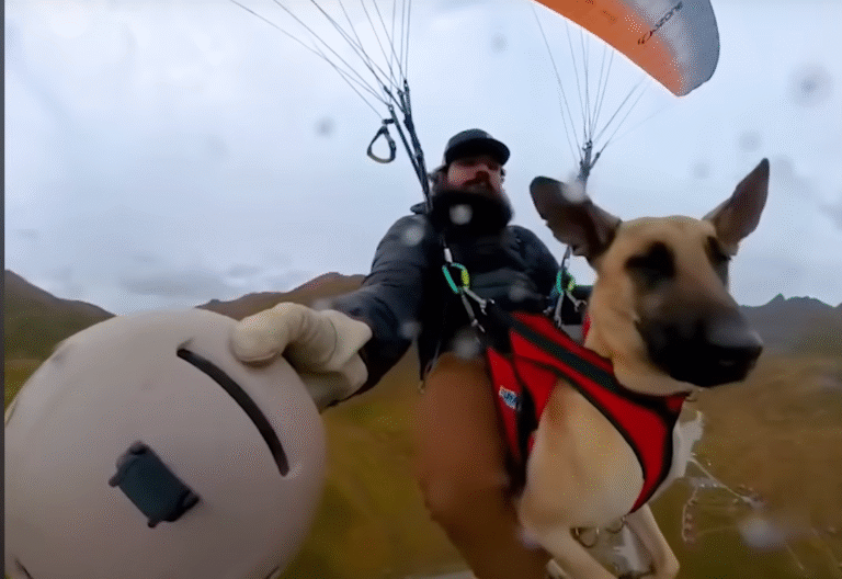 Jake and Pickles Soar to Viral Fame with Paragliding Dog Walks