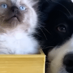 Scared Dog Transforms into Ultimate Kitten Foster Mom, Captivating the World