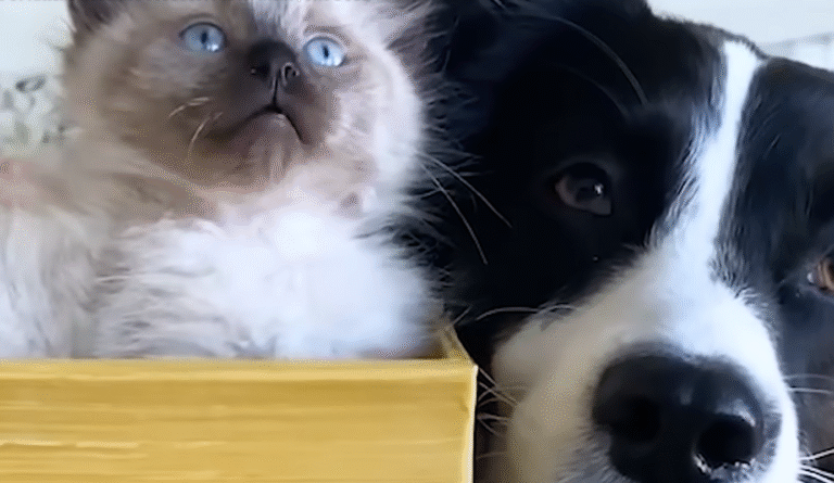 Scared Dog Transforms into Ultimate Kitten Foster Mom, Captivating the World