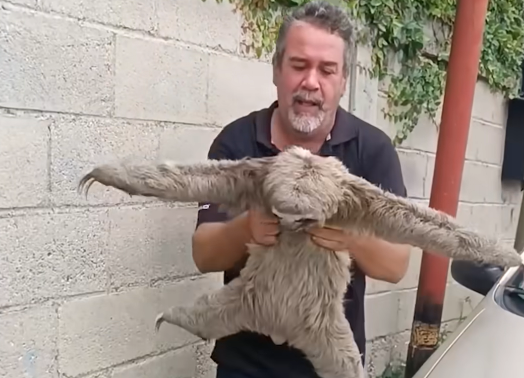 Two Sloths Rescued from Deadly Peril Near Power Lines