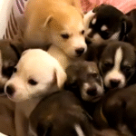 Rescuing Two Strays Near Dodger Stadium Yields a Heartwarming Family of 16