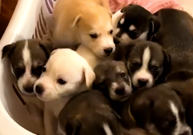 Rescuing Two Strays Near Dodger Stadium Yields a Heartwarming Family of 16