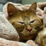 Rescue Cat Sweetener Beats Vet's Odds, Thrives Five Years On