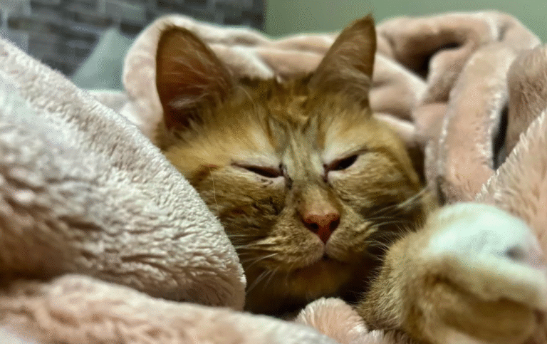Rescue Cat Sweetener Beats Vet's Odds, Thrives Five Years On