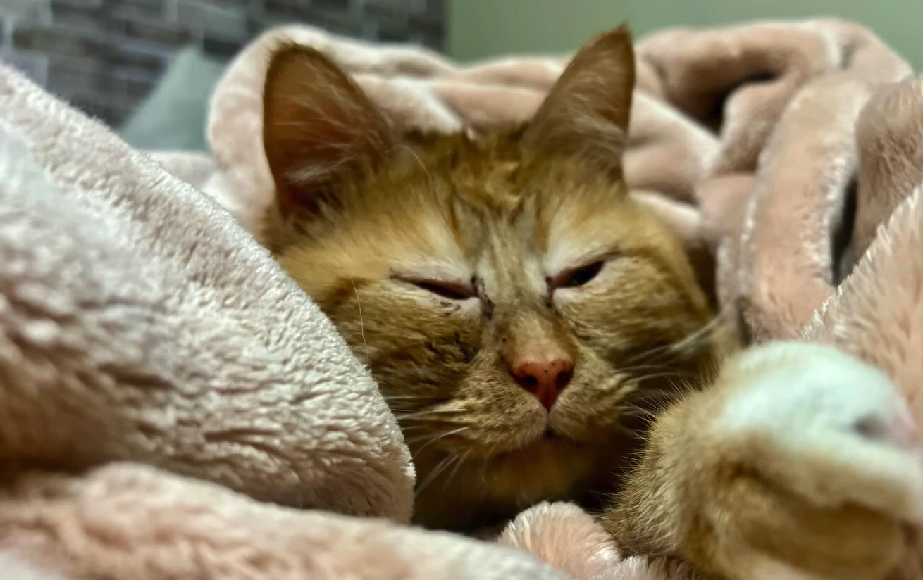 Rescue Cat Sweetener Beats Vet's Odds, Thrives Five Years On