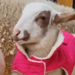 Baby Lamb Discarded as 'Unprofitable' Forges Unbreakable Bond at Freedom Farm Sanctuary