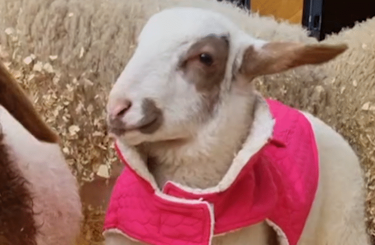 Baby Lamb Discarded as 'Unprofitable' Forges Unbreakable Bond at Freedom Farm Sanctuary