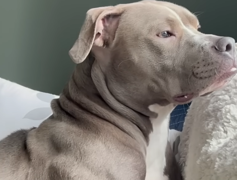 Dumped Mama Pit Bull Maisey Finds Loving Home After Dumpster Nightmare, Still Searches for Her Puppies